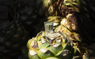 Tequila et mezcal — Démystifier les spiritueux mexicains